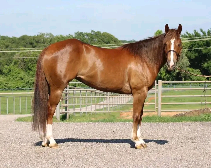 Adorable Horse Looking for a New Home